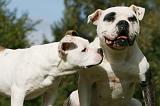 BOULEDOGUE AMERICAIN 304